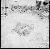 Utgrävning av urna. Svenstorp