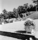 Grusplan samt växter. Gunnebo slott 1970-tal.