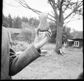 Dubbeleggad stenyxa. Åmål