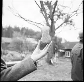 Dubbeleggad stenyxa. Åmål