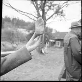 Dubbeleggad stenyxa. Åmål