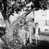 Gun Lungqvist (1), Tom Andersson (2) och Margareta Ståhl (3) i en trädgård vid Odengatan i Huskvarna.