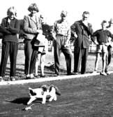 Katt och råtta-tävlan vid distriktsmästerskapen vid Skol-DM i Uddevalla, 1954
