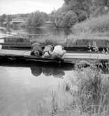 Tre pojkar ligger på knä på bryggan och kikar ner i åns vattnet.