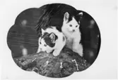 Två kattungar