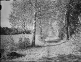 Landskapsvy, Östhammar Uppland