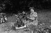 Margit Johansson sitter på gräsmattan och binder blommor inför midsommarfirande i Torrekulla 1947. Hennes make Allan arbetade som rättare vid Kålleredshemmet i Torrekulla, där även Margit arbetade. De bodde i personalbostad men byggde senare ett hus intill Torrekulla på Nyhagenvägen. Relaterat motiv: A2382.