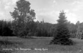 En del av Jönköpings stadspark med Bäckaby kyrka i bakgrunden.