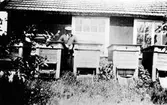 En man står vid ett antal bikupor i Alex Carlssons handelsträdgård i kv. Fregatten. Trädgården startade 1916-17 och drevs fram till 1940-talets början. Alex Carlsson hade tidigare, 1910-16 en speceriaffär på Stampen. Vid sidan om trädgårdsskötseln sålde han även honung och som mest hade han 21 bisamhällen.
