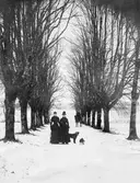 Lerums socken. Aspenäs herrgård, lindallén från herrgården ner till Aspen