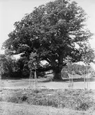 Lerums socken. Aspenäs herrgård, Länsmanseken