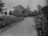Tekniska skolans park år 1917.