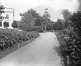 Borås Stads potatisplantering vid Tekniska skolan.