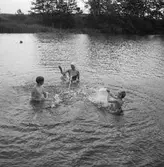 Campingplatser. 
7 juli 1959.