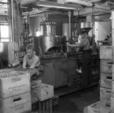 Wasabryggeriet. 
10 juli 1959.