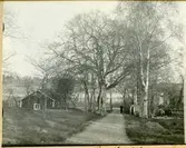Västerfärnebo sn, Sala kn, Backa.
Backaeken vid komministergården, 1928.