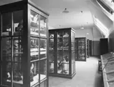 Högre Allmänna Läroverket i Borås (Bäckängsgymnasiet). Natursal numera (2008) Biologiska museet.