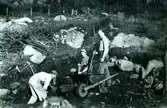 Tre män gräver tillsammans på Färåsvägen i Hallen, 1950-tal. Från vänster: Axel 