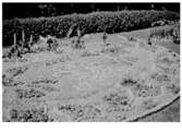 Kaktusplanteringen i Järnvägsparken 1951. Detta år formades kung Gustav VI Adolfs namnskiffer till det centrala mönstret. Han hade krönts till konung i oktober året innan. 
Karl Fredrik Olsson var redaktör (ca 1935-1965) på Hallandsposten så bilden har troligen ingått i en tidningsartikel.