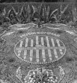 Bild i tidningsartikel med detalj ur kaktusplanteringen 1969 i Varbergs järnvägspark med en medaljong krönt av texten 