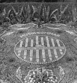 Bild i tidningsartikel med detalj ur kaktusplanteringen 1969 i Varbergs järnvägspark med en medaljong krönt av texten 