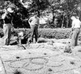 Kaktusplanteringen i Järnvägsparken år 1964. Årets motiv visar de olympiska ringarna under texten 