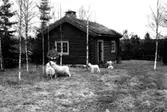 Man och får framför knuttimrad stuga.
Fotografens ant: Konsulent Rystedt.