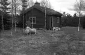 Man och får framför knuttimrad stuga.
Fotografens ant: Konsulent Rystedt.