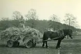 Erik Bengtsson (född i Dammkärr, Tulebo 1899 - död 1991 i Vommedal) kör hö med sin häst vid Heljered Sörgård 