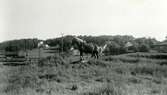 En arbetshäst står på ängsmarken vid Ekans gård, Ekan 1:1, i Kållered år 1953. Till vänster ligger Backen 