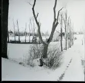 Västervåla sn, Fagersta kn, Ängelsberg.
Allé upp mot herrgården samt ekonomibyggnader, 1973.