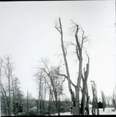 Västervåla sn, Fagersta kn, Ängelsberg.
Trädallé med sågade träd, 1973.