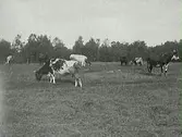 Betande kor.