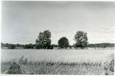 Västerås-Barkarö sn, Västerås kn, Aspö.
Sädesfält, 1954.