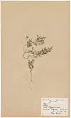 Avfotograferat ark från herbarium