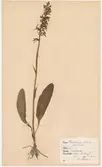 Avfotograferat ark från herbarium