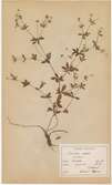 Avfotograferat ark från herbarium