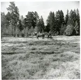 Badelunda sn, Västerås kn, Anundshög.
Röjningsarbete vid Anunudshög våren 1959.