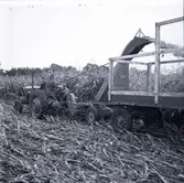 Majsskörd med skördetröska.