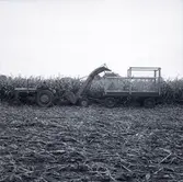 Majsskörd med skördetröska och vagn vid majsfält.