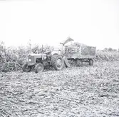 Majsskörd med skördetröska och vagn vid majsfält.
