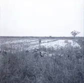 Skördeskadereportage. Vattenfylld åker.