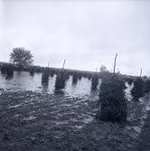 Skördeskadereportage. Höhässjor. Vattenfylld åker.