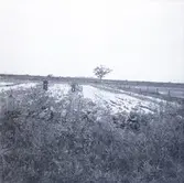 Skördeskadereportage. Vattenfylld åker.