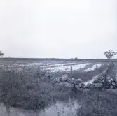 Skördeskadereportage. Översvämmad åker.