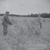 Rågskörd med självbindare. Nekarna sätts upp så de stöder varandra. Här får de sedan torka innan de tas hem till gården för att tröskas.
