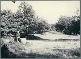 Halleberg. ”Lövängs-vegetation vid f.d. torpet Snipan”