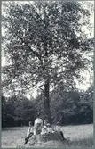 Halleberg. ”Stubben efter Hallebergs äldsta ek (med björk växande i stubben) på Snipan.”
