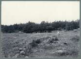 Halleberg. ”Vegetationsbild från platsen för f.d. torpet Snipan