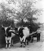 Oxspann, som forslade ved och andra förnödenheter från grannsocknarna till stadsborna var en vanlig syn i början av seklet. Foto från omkring år 1910.